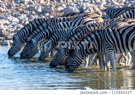 Zebras in Etosha 115845227