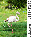 Flamingo in Zoo Bochum, Germany 115845240