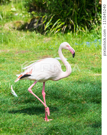 Flamingo in Zoo Bochum, Germany Flamingo in Zoo Bochum, Germany 115845240