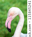 Germany Animals Zoo Flamingo 115845241