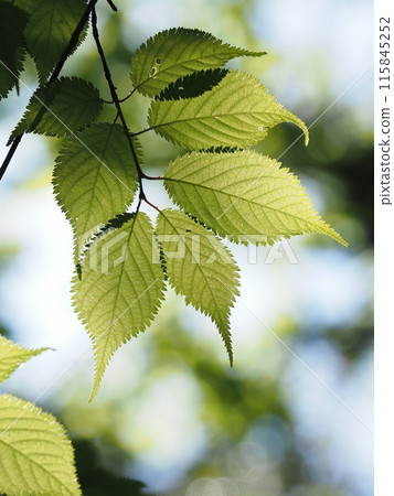 大山櫻的葉子在初夏的陽光下閃閃發光 115845252