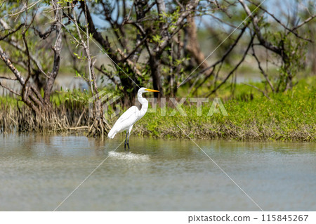 Great egret (Ardea alba), Caribbean Region. Wildlife and birdwatching in Colombia Great egret (Ardea alba), Caribbean Region. Wildlife and birdwatching in Colombia 115845267