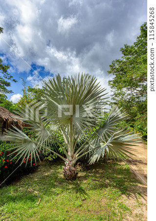 Brahea armata, known as Mexican blue palm or blue hesper palm. Tayrona, Magdalena department. Colombia. Brahea armata, known as Mexican blue palm or blue hesper palm. Tayrona, Magdalena department. Colombia. 115845268
