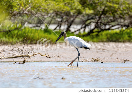 Wood stork (Mycteria americana), Santuario de Fauna y Flora Los Flamencos. Caribbean Region. Wildlife and birdwatching in Colombia Wood stork (Mycteria americana), Santuario de Fauna y Flora Los Flamencos. Caribbean Region. Wildlife and birdwatching in Colombia 115845274