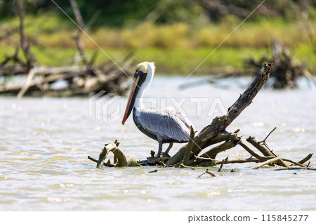 Brown pelican (Pelecanus occidentalis), Caribbean Region. Wildlife and birdwatching in Colombia 115845277