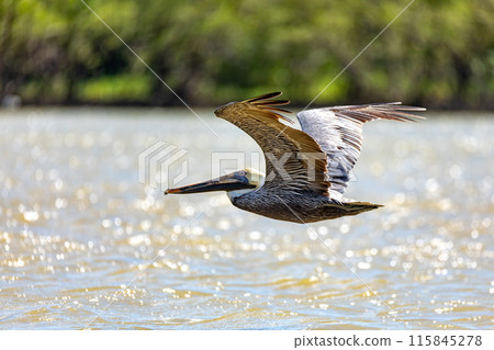 Brown pelican (Pelecanus occidentalis), Caribbean Region. Wildlife and birdwatching in Colombia 115845278