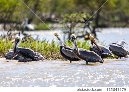 Brown pelican (Pelecanus occidentalis), Caribbean Region. Wildlife and birdwatching in Colombia 115845279
