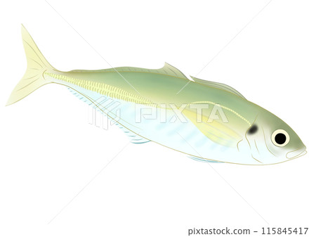 Horse mackerel illustration 115845417