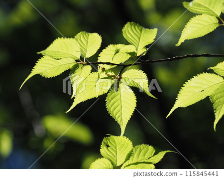 大山櫻的葉子在初夏的陽光下閃閃發光 115845441