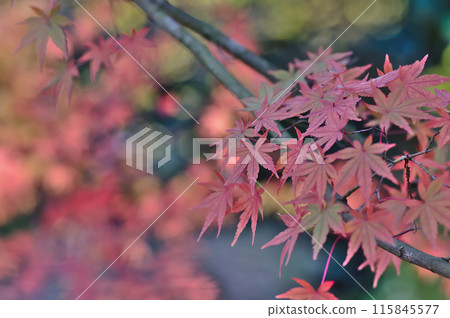 改變葉子的Momiji 115845577