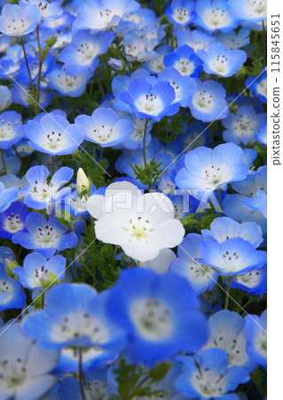 在盛開的春天盛開的 nemophila 在盛開的春天盛開的 nemophila 115845651