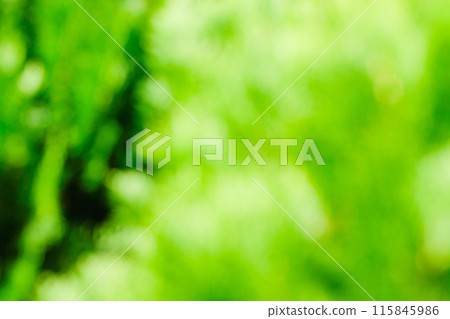 Bright green image (blurred background material) Bright green image (blurred background material) 115845986