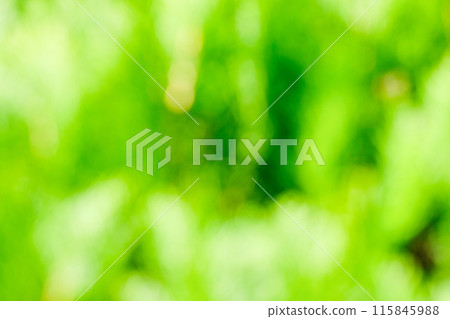 Bright green image (blurred background material) Bright green image (blurred background material) 115845988