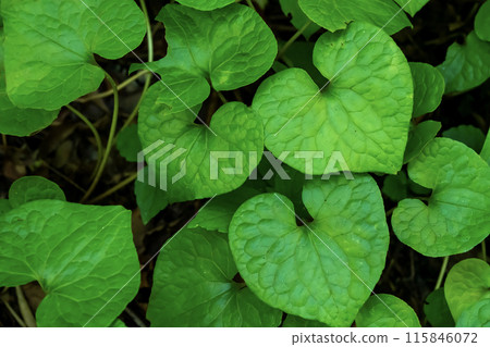 Futaba Hollyhock Leaf 115846072