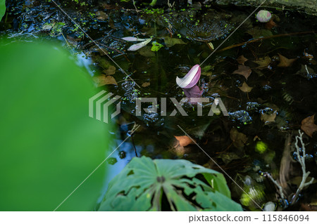 漂浮在水面上的蓮花花瓣 115846094
