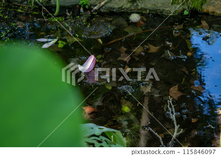 Lotus petals floating on the surface of the water 115846097