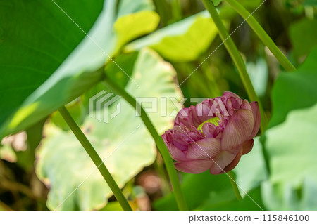 風景與蓮花 115846100