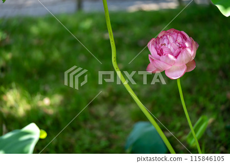 蓮花與美麗的粉紅花瓣 115846105