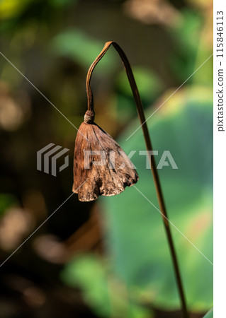 枯萎的蓮花瓶 115846113