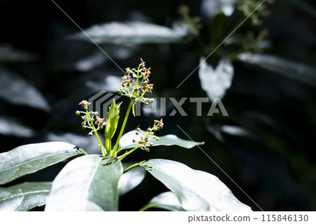 Aoki flower found during mountain climbing Aoki flower found during mountain climbing 115846130