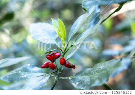 Aoki fruit found during mountain climbing Aoki fruit found during mountain climbing 115846132