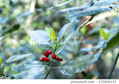 Aoki fruit found during mountain climbing 115846133