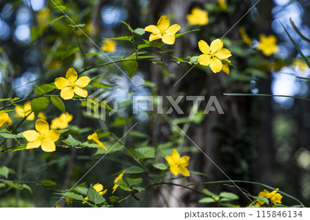 登山時發現的山吹花 登山時發現的山吹花 115846134