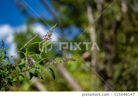 Fusa fujijiugi 115846147