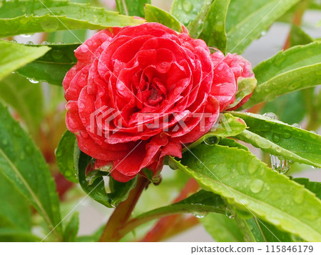 Close-up of red balsam flower in the rain (balsam flower in a flowerbed with raindrops) Close-up of red balsam flower in the rain (balsam flower in a flowerbed with raindrops) 115846179