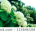 White hydrangea 115846188