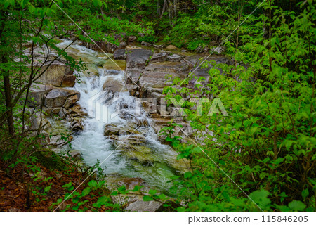 [Akazawa Natural Recreation Forest] Akazawa Stream [Agematsu Town, Kiso District] 115846205