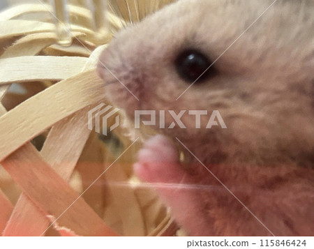 Hamster in a cage 115846424
