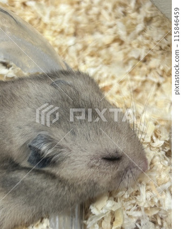 睡覺的倉鼠 115846459