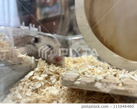 睡覺的倉鼠 睡覺的倉鼠 115846460