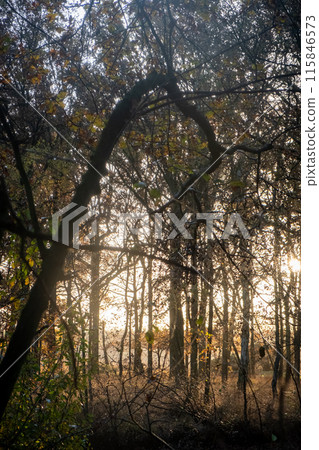 Arboreal Archway at Dawn Arboreal Archway at Dawn 115846573