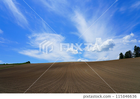 Early summer fields and the open sky Early summer fields and the open sky 115846636