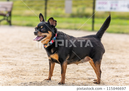 遛狗場的小型犬、吉娃娃和迷你別針 115846697