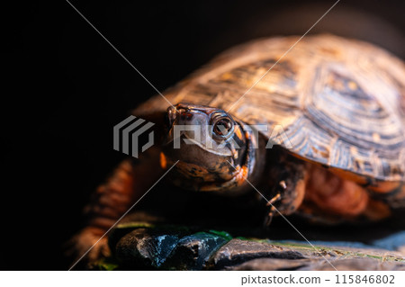 黃腹陸龜正在晾曬龜殼 黃腹陸龜正在晾曬龜殼 115846802