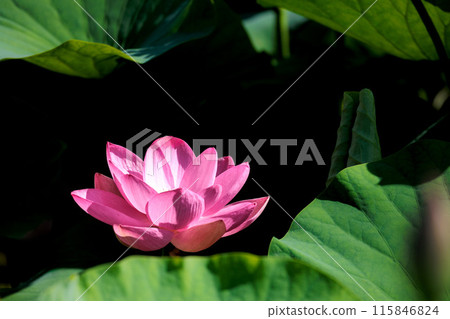 為初夏的清晨著色的純蓮花 為初夏的清晨著色的純蓮花 115846824