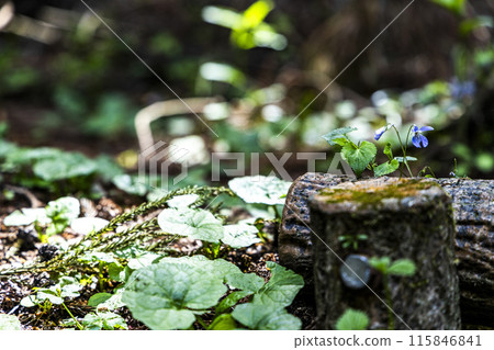 Viola tachibata flower found during mountain climbing Viola tachibata flower found during mountain climbing 115846841