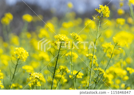 A rapeseed field with a blue sky in the background A rapeseed field with a blue sky in the background 115846847