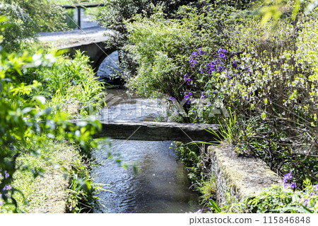 A stream running through a garden filled with blooming flowers A stream running through a garden filled with blooming flowers 115846848
