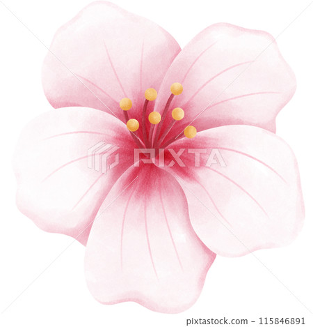 Cherry blossoms blooming 115846891