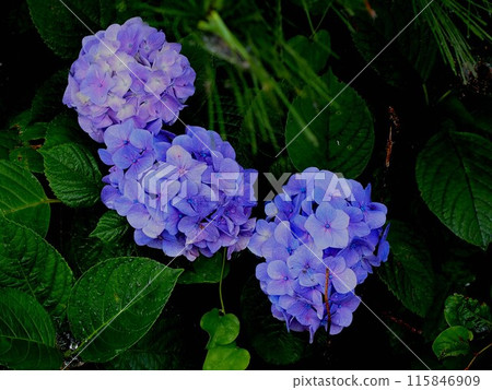 Hydrangea flowers in the rain (Hydrangea on the side of the railroad tracks) Hydrangea flowers in the rain (Hydrangea on the side of the railroad tracks) 115846909