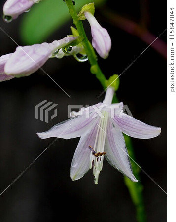 Light purple hosta flowers with raindrops (Giboshi flower and buds in the rain) 115847043