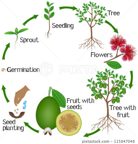 A growth cycle of a feijoa tree on a white background. A growth cycle of a feijoa tree on a white background. 115847048