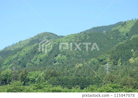 A pile of fresh green A pile of fresh green 115847078