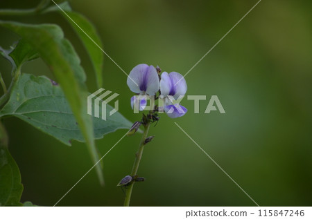 Close-up photo of purplish-white flowers Close-up photo of purplish-white flowers 115847246