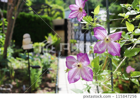 花園裡的鐵線蓮 Pernille 花園裡的鐵線蓮 Pernille 115847256