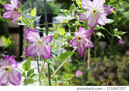 花園裡的鐵線蓮 Pernille 花園裡的鐵線蓮 Pernille 115847257